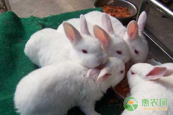 10月19日全国各地獭兔报价