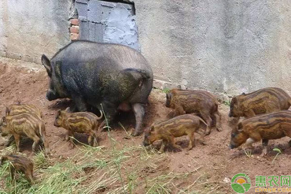 农村成本低项目