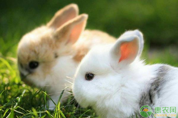 兔子的养殖